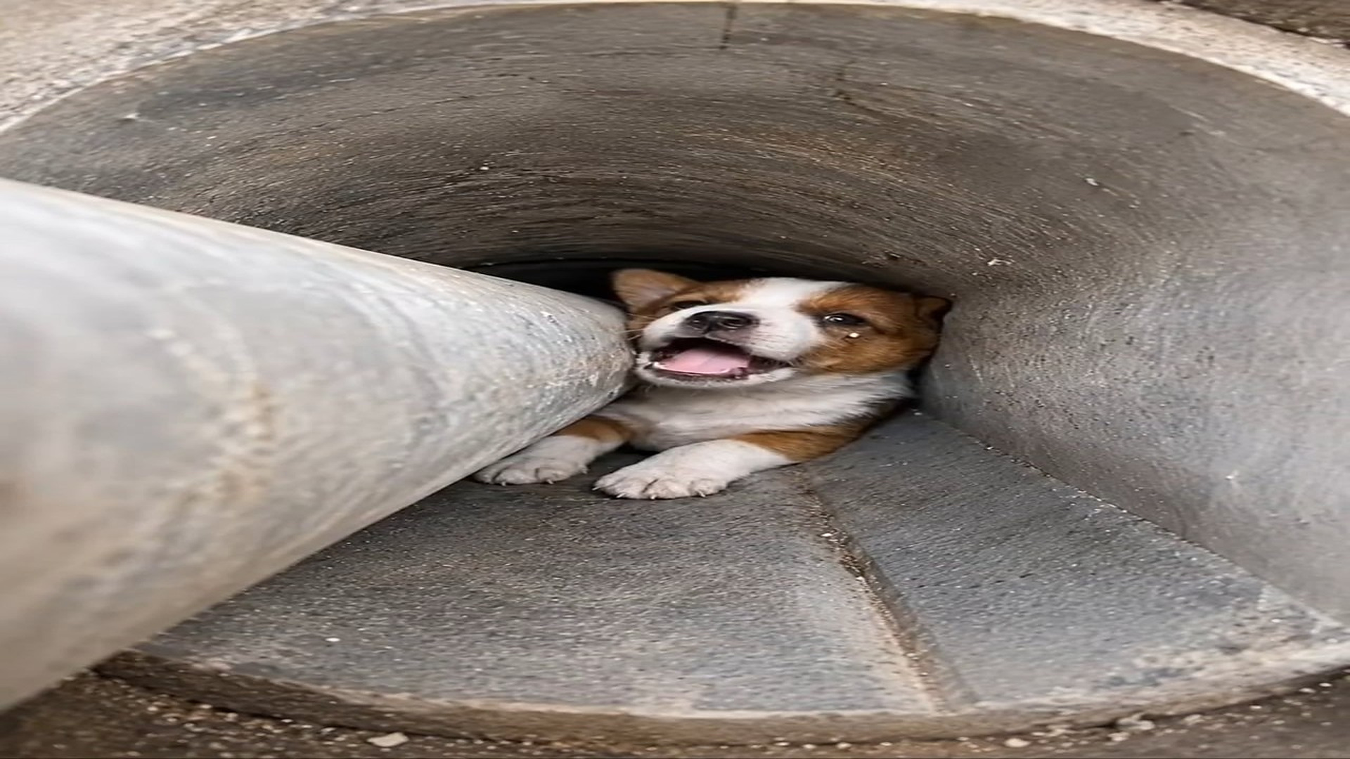 H1506025_Every scared puppy deserves a happy ending like this