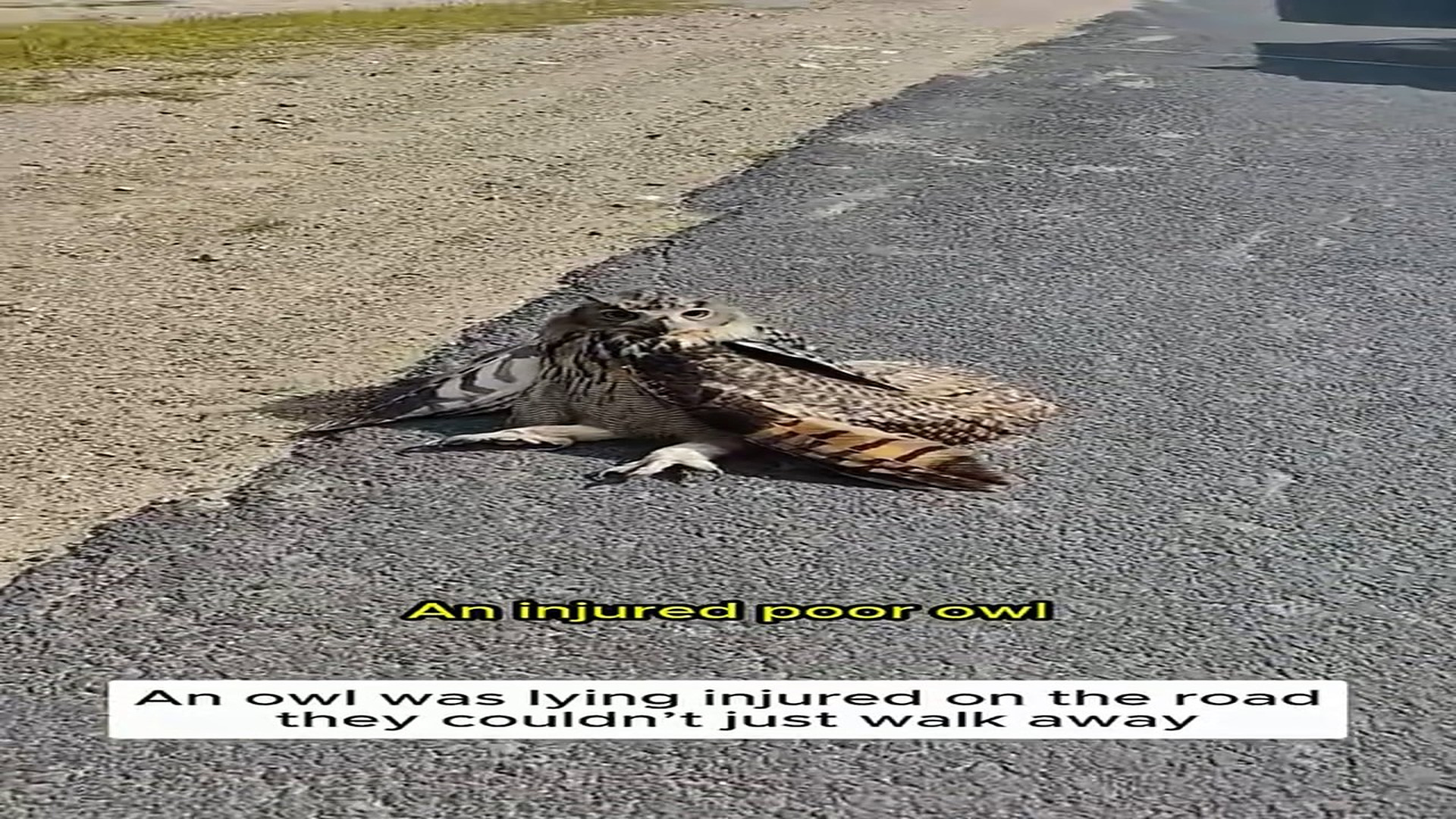 H1506002_Rescued an injured owl was helplessly crying help then