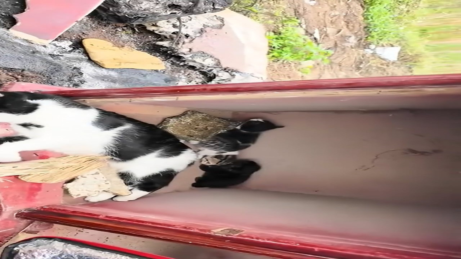 H1606031_I rescued adopted a poor cat family . Fun Ideas1