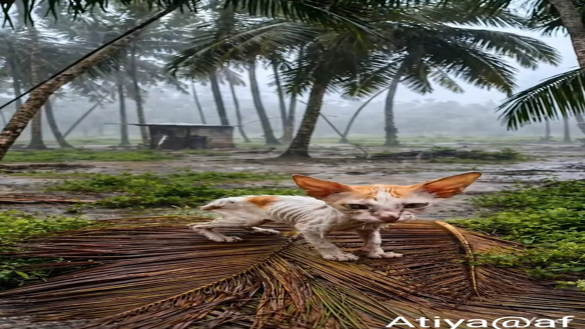 H1606005_Starving Kitten Found Alone in Storm Emotional Rescue Story #