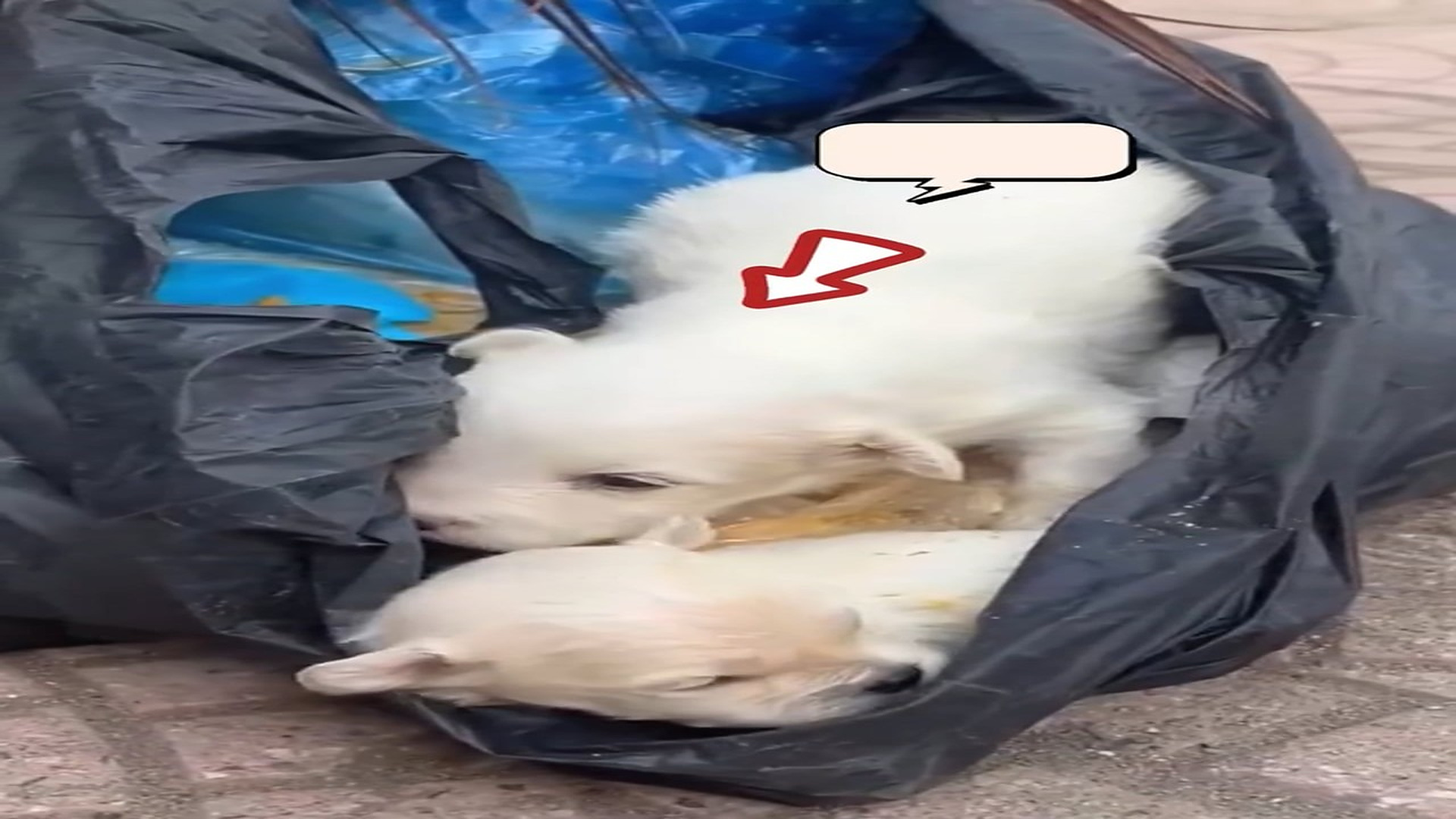 H1706022_Rescuing two puppies crying hunger missing their mother. Coc