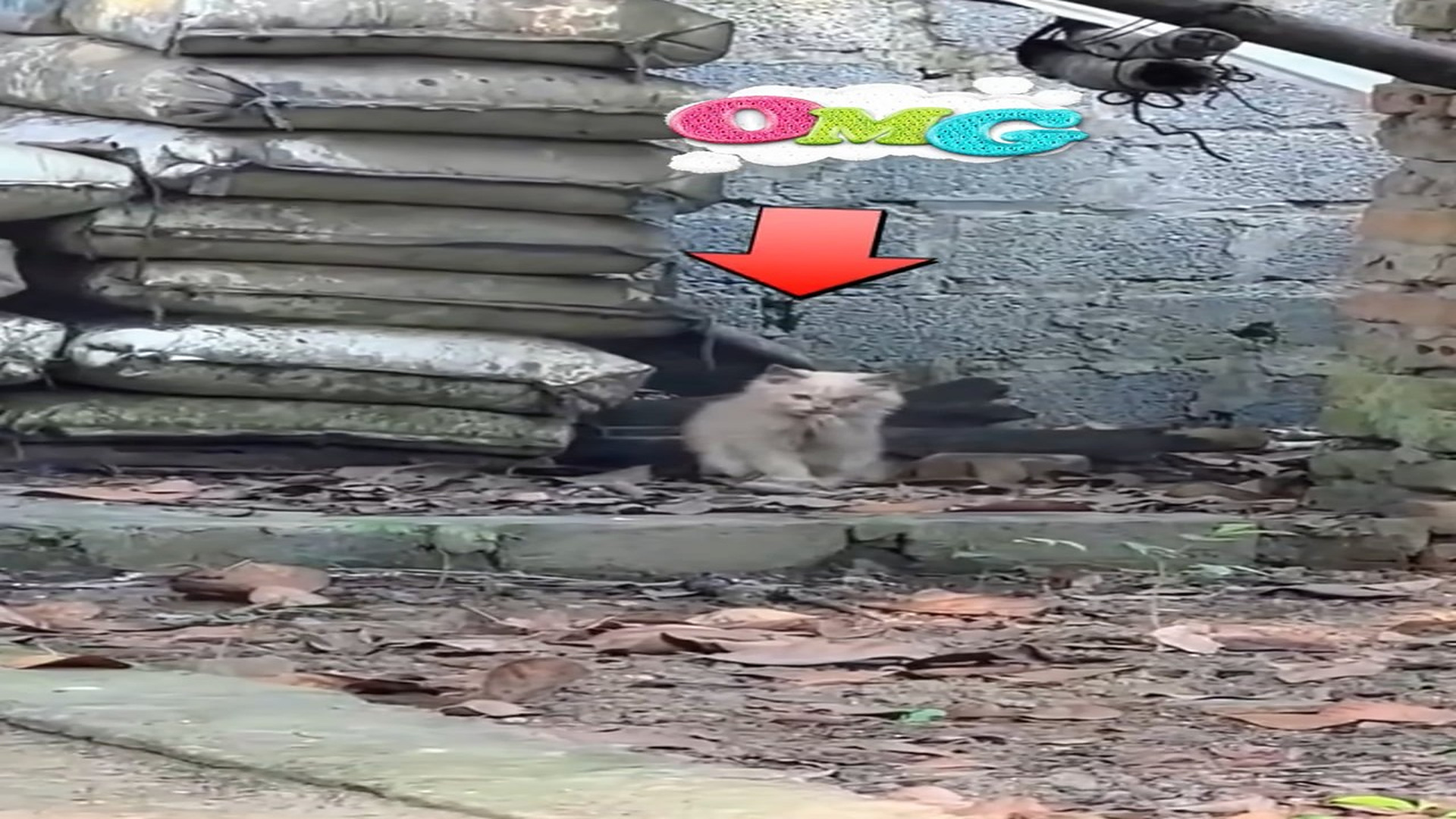 H1706018_I adopted a cat was blind in one eye, living alone struggling