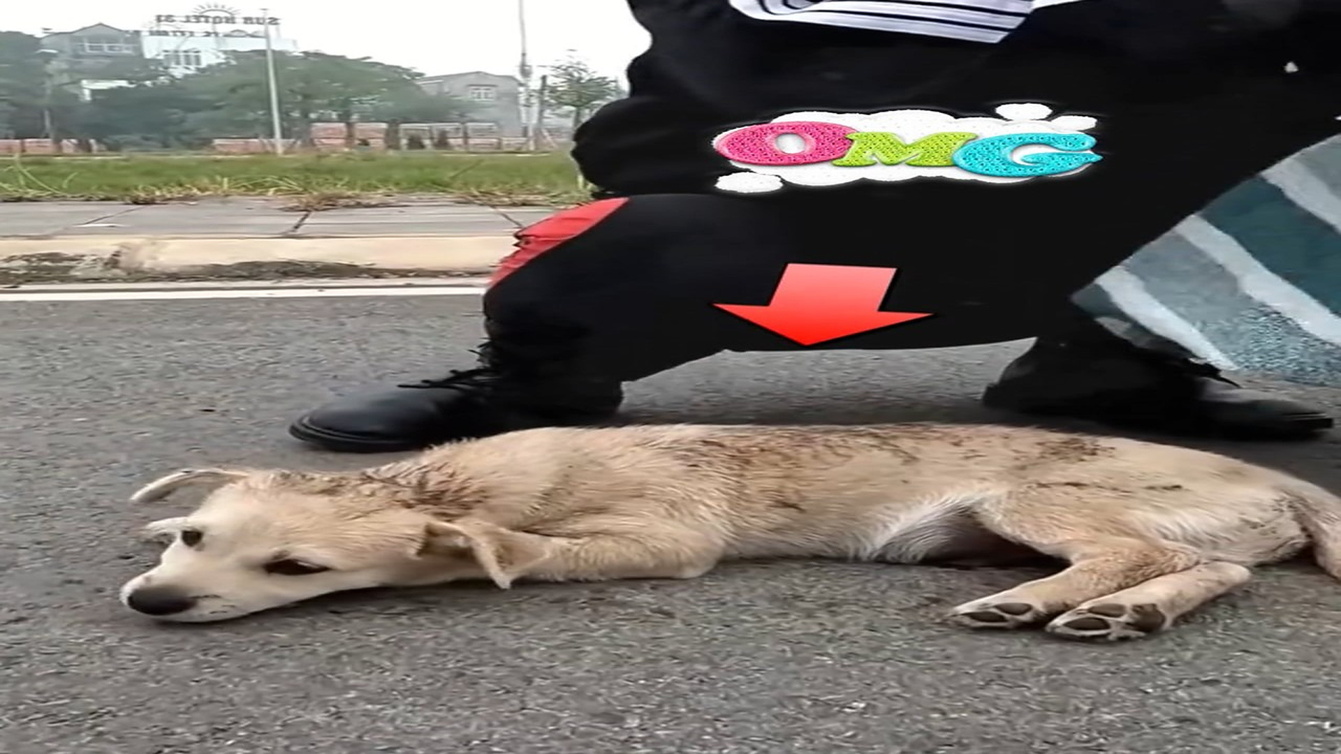 H1706016_On deserted streets, girl rescued a poor puppy had lost their