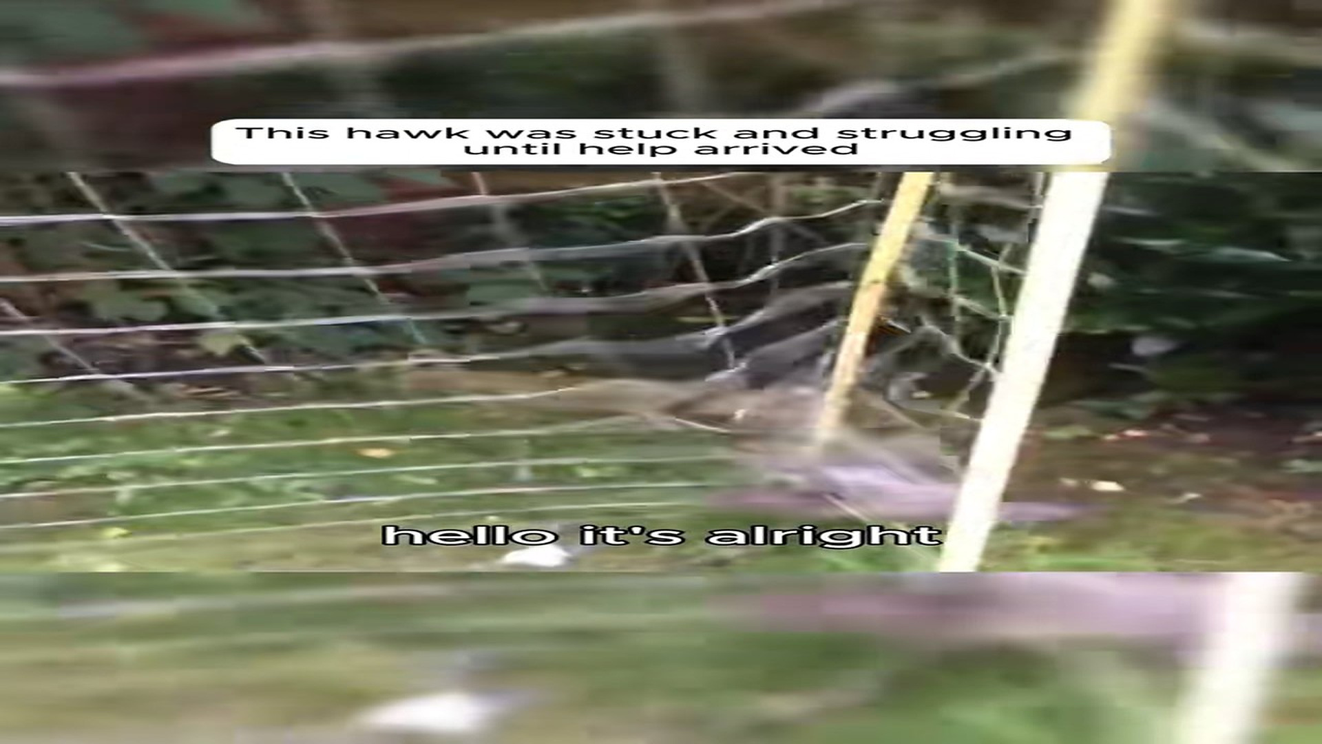 H1706002_Animal Rescue Story