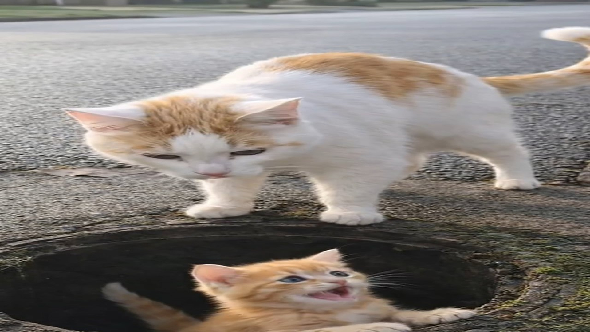 H1706004_It s Okay, I Got Ya! Sweet Cat Rescue Will Melt Your Heart