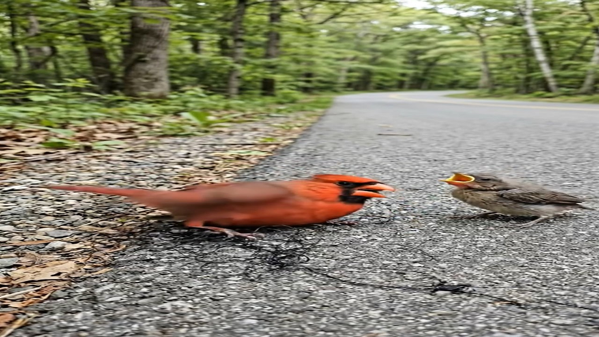 H1906013_A mother cardinal her chick were rescued on a lonely forest road after a kind hearted man stoppe