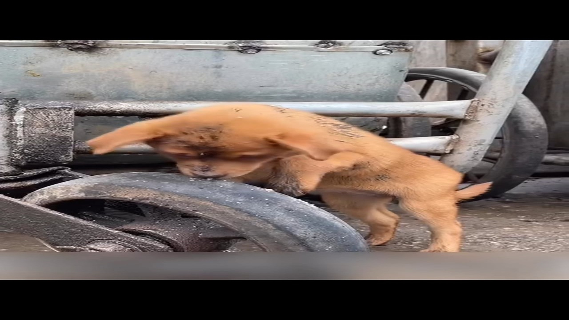 H2004020_Animals can love too. A wonderful story about how a little tail was saved. #protectanimals #homelessdogs