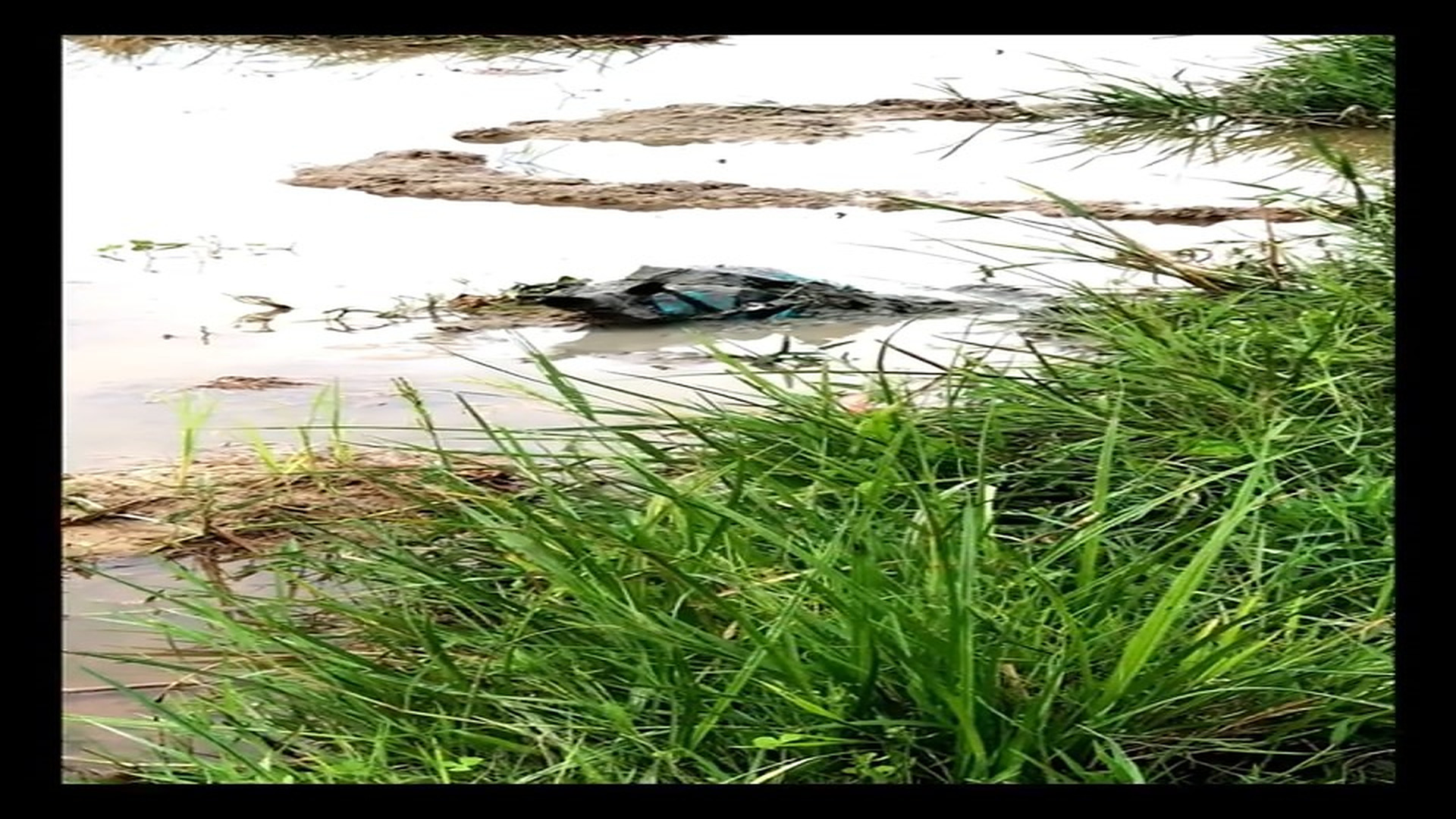 H2004026_K Rescue a dog was abandoned struggling in a mud puddle#animalso