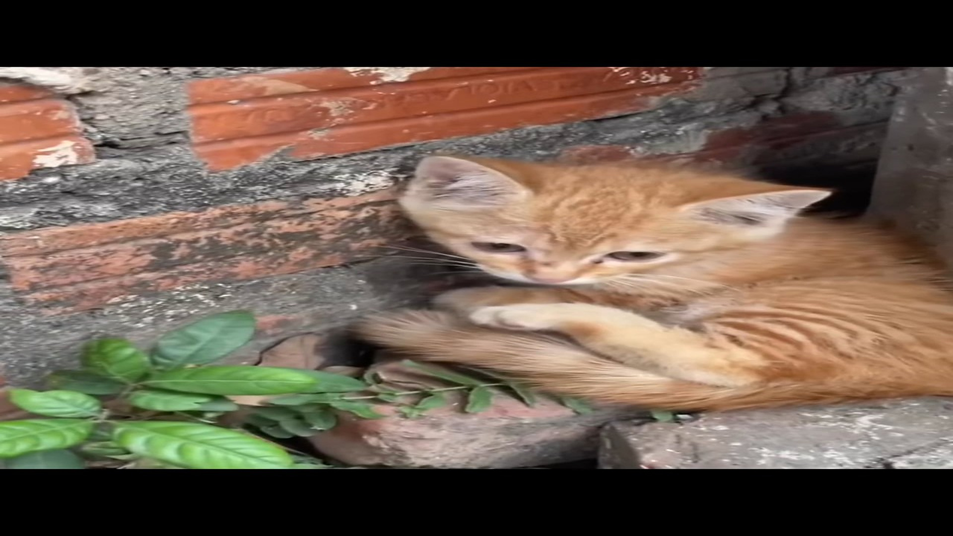 H2004016_The Trembling Kitten Hidden Beside the Trash… Until One Stranger Changed Everything �� .#rescuecat #rescuedog #rescue