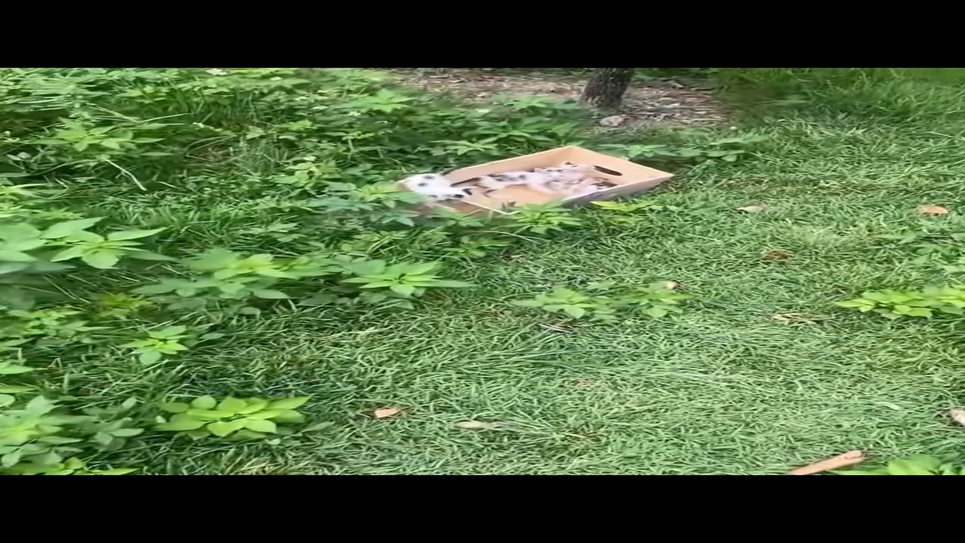 H2004001_These kittens, trembling and hiding in the grass, made my heart race; and I adopted them.#rescuecat #rescuedog #rescuek
