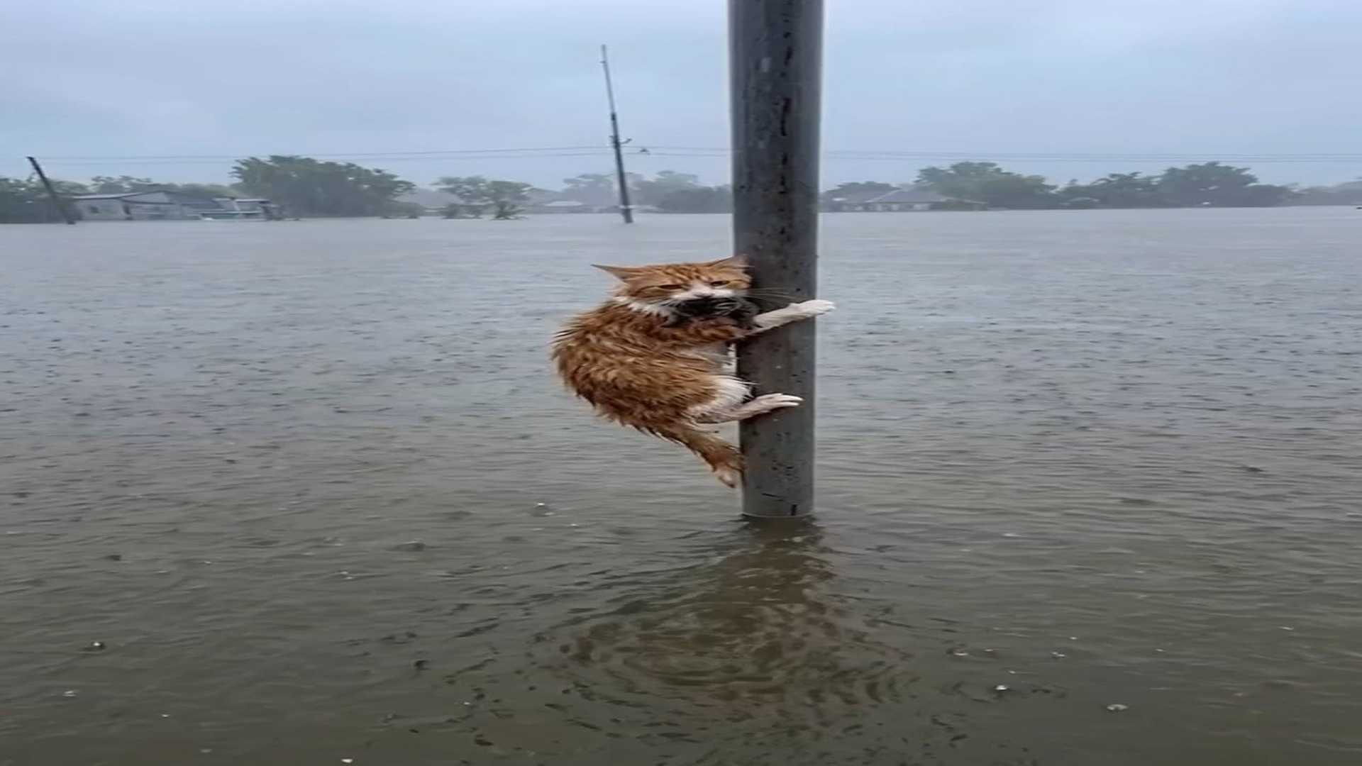 H2306026_Trapped by rising floodwaters, a mother cat her newborn kitten w