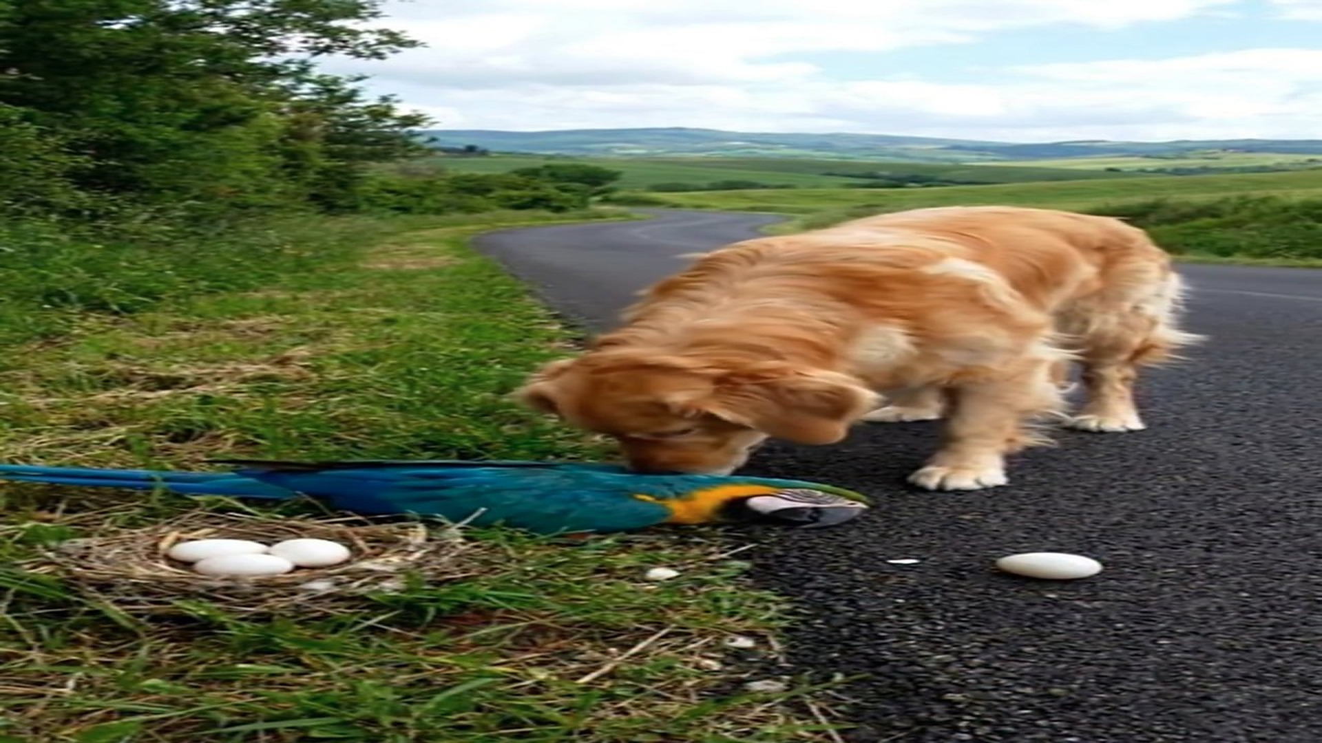 H2306012_A Dog Saved More Than a Bird It Saved a Family