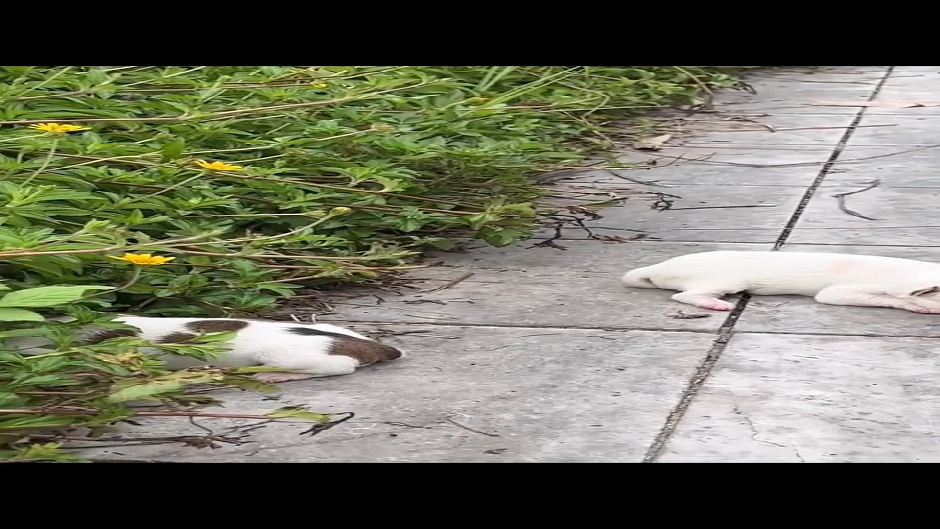 H2406037_These puppies were orphaned whimpering I rushed to adopt prevent them being danger
