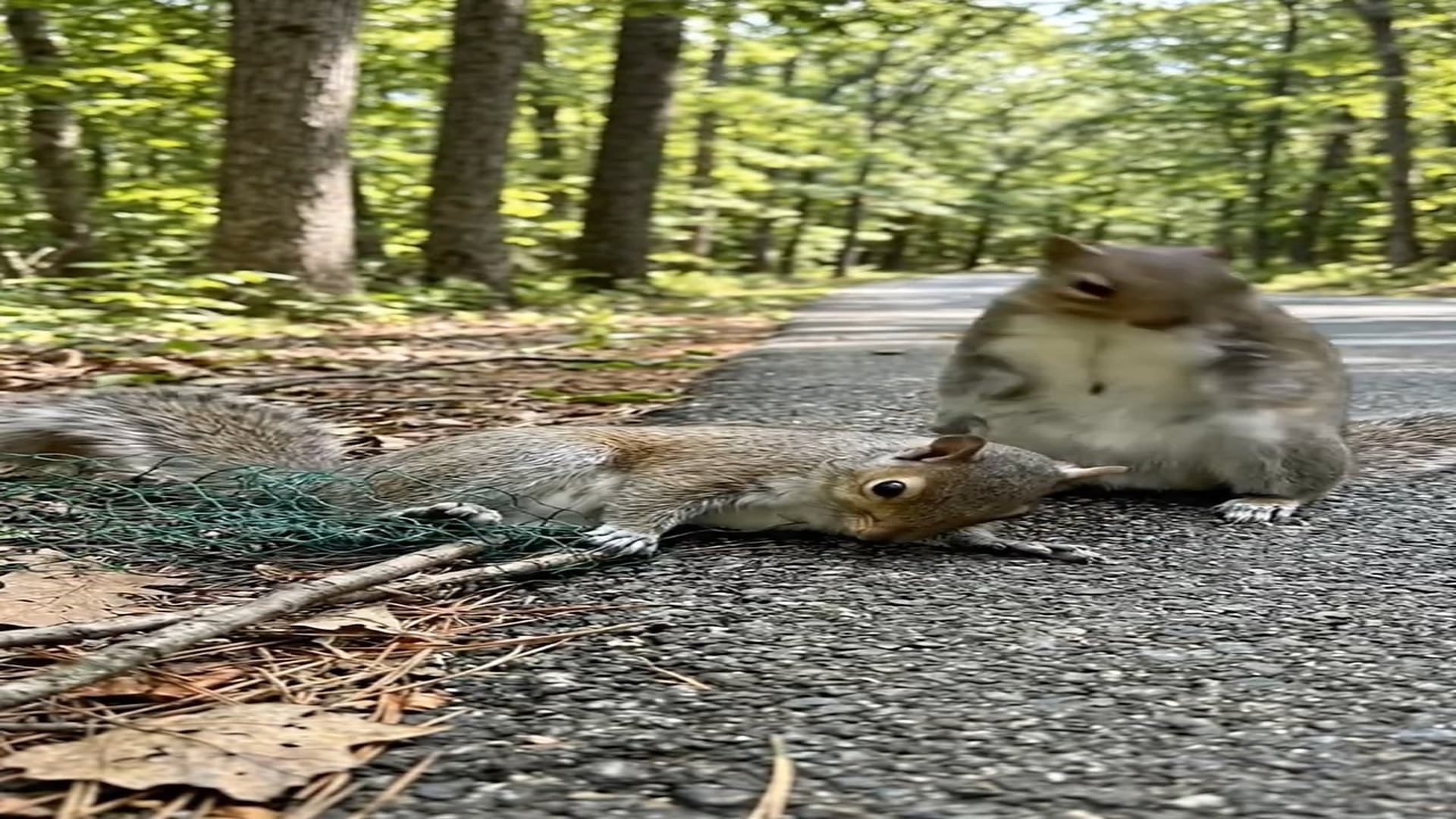 H2406036_Rescuing a squirrel trapped in a net while its mate stayed by its side