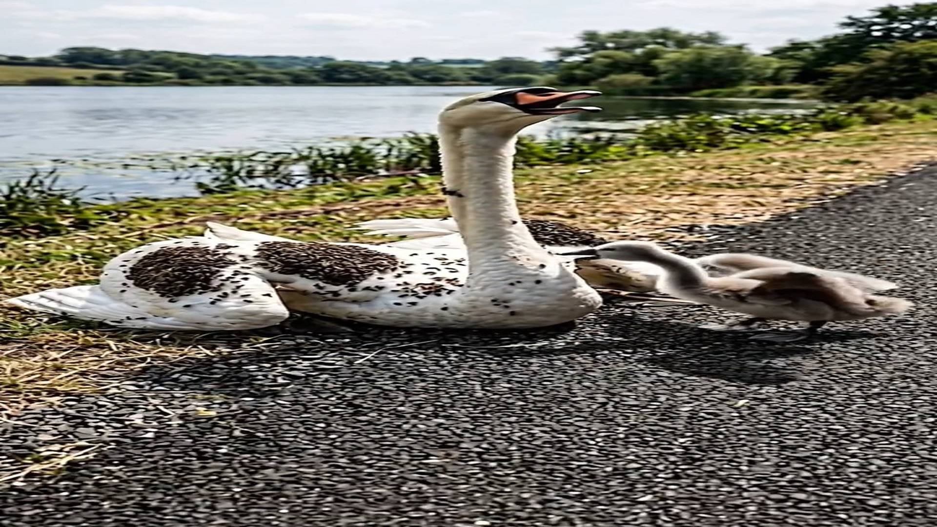 H2406032_A farmer helps drive away parasites clinging to mother swan s back
