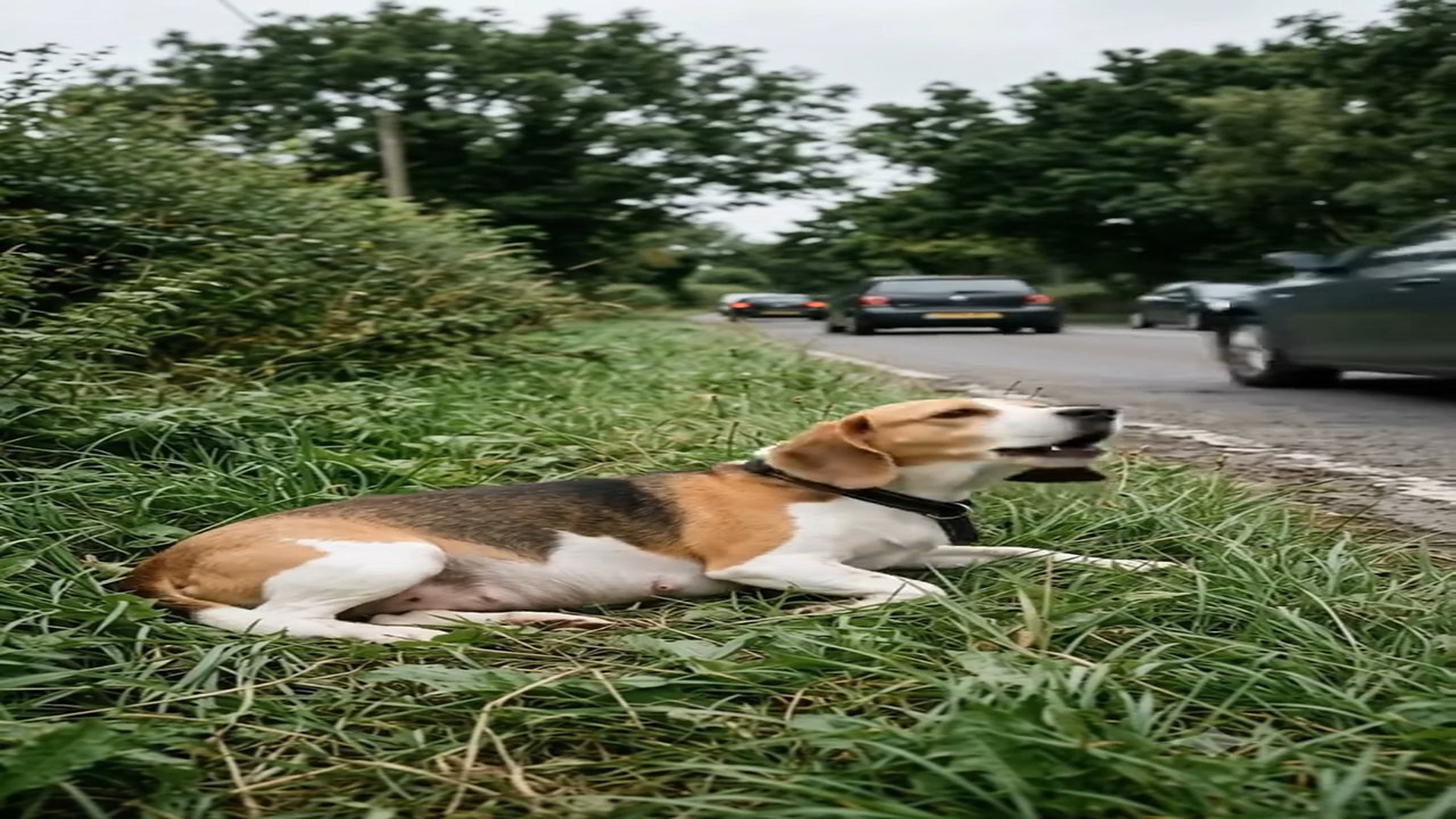 H2406027_mother s hard life on roadside Animal Rescue My