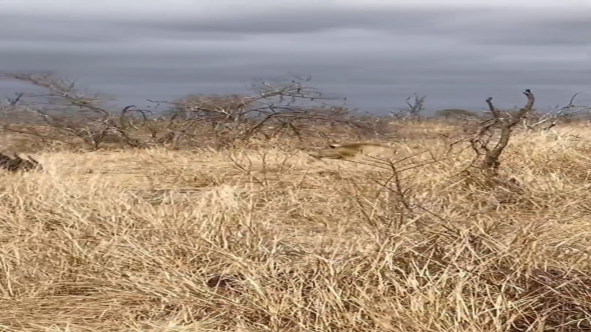 H2506026_Buffalo Saves Calf from Lion Attack
