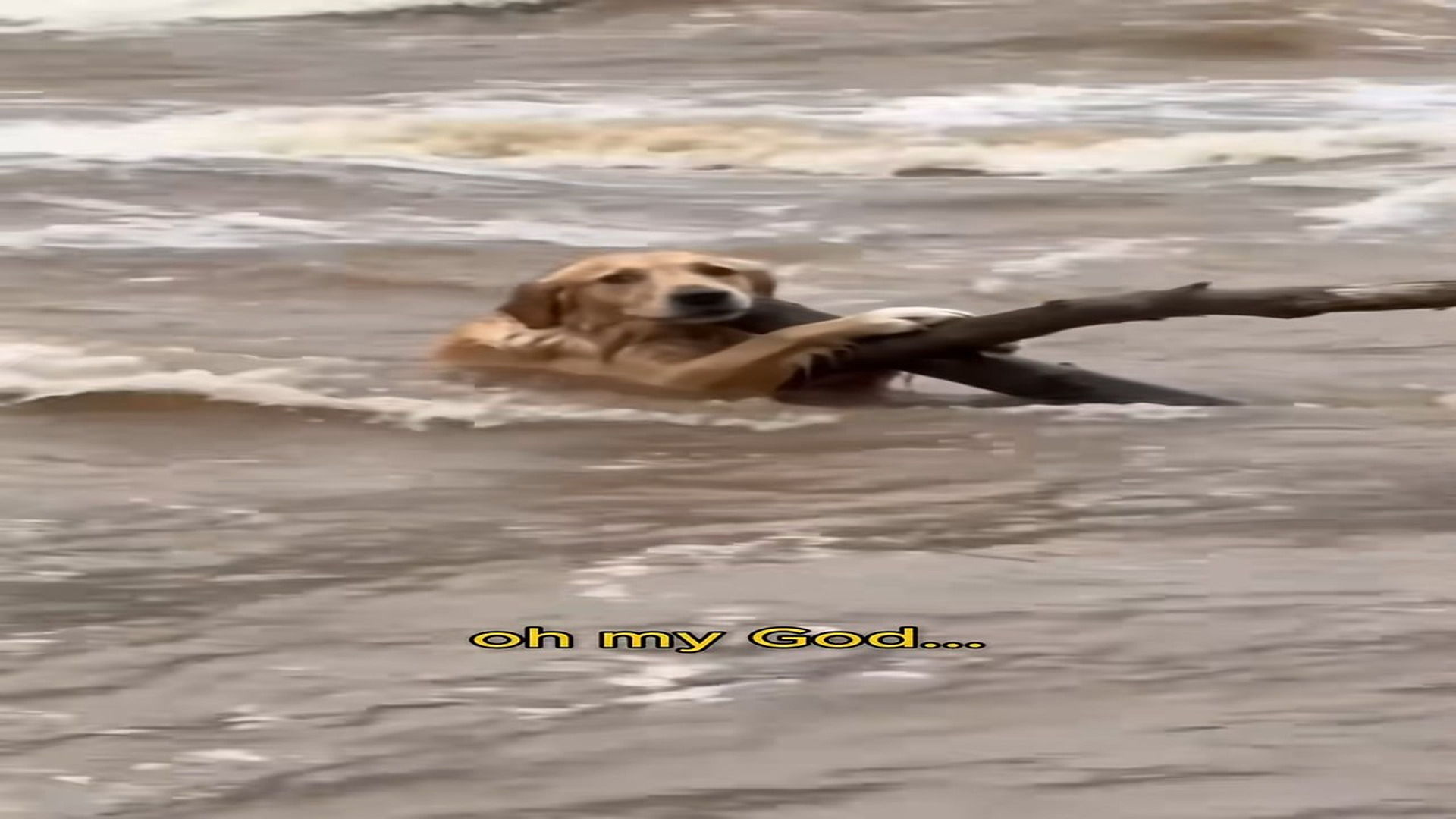 H2506022_A woman jumped into a raging river to save a Golden Retriever clingin