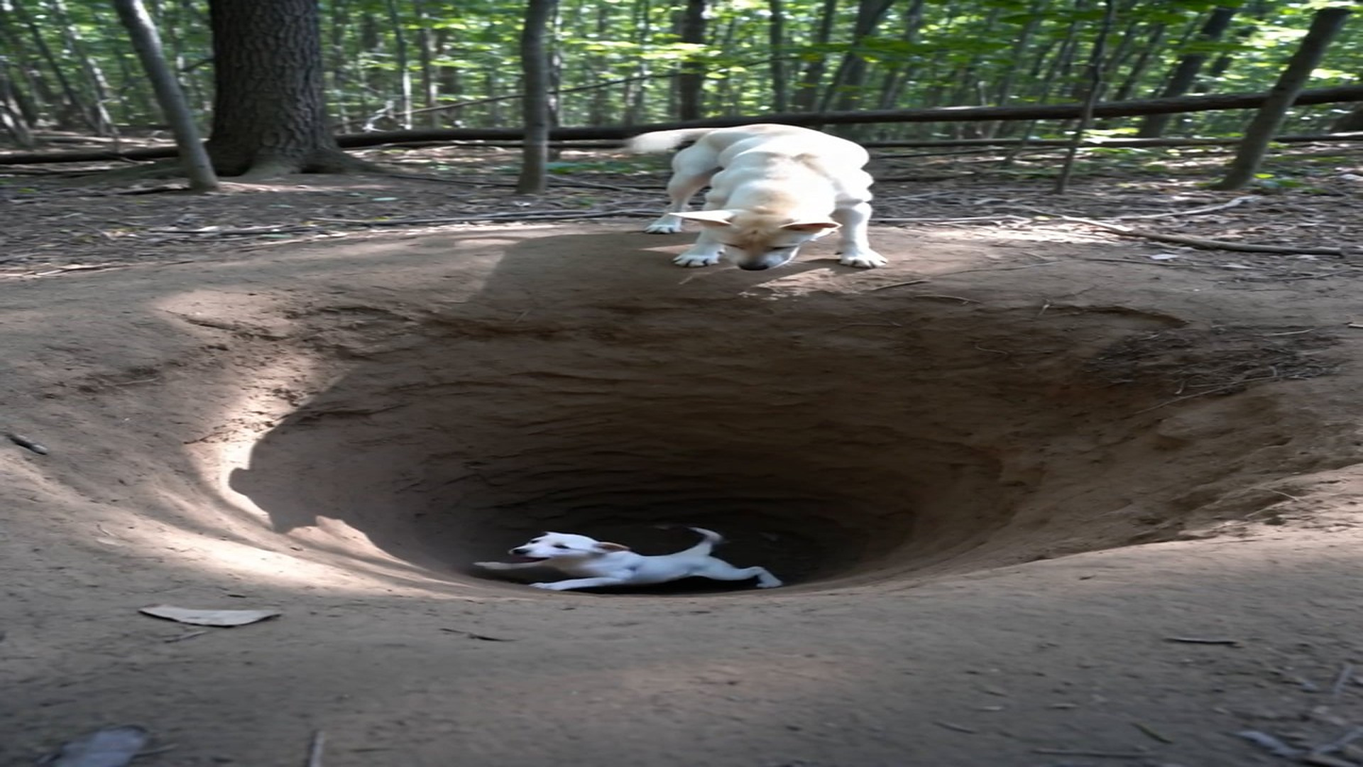H2506005_5 comments Puppy Rescued Deep Forest Pit A daring rescue in deep woods! Th