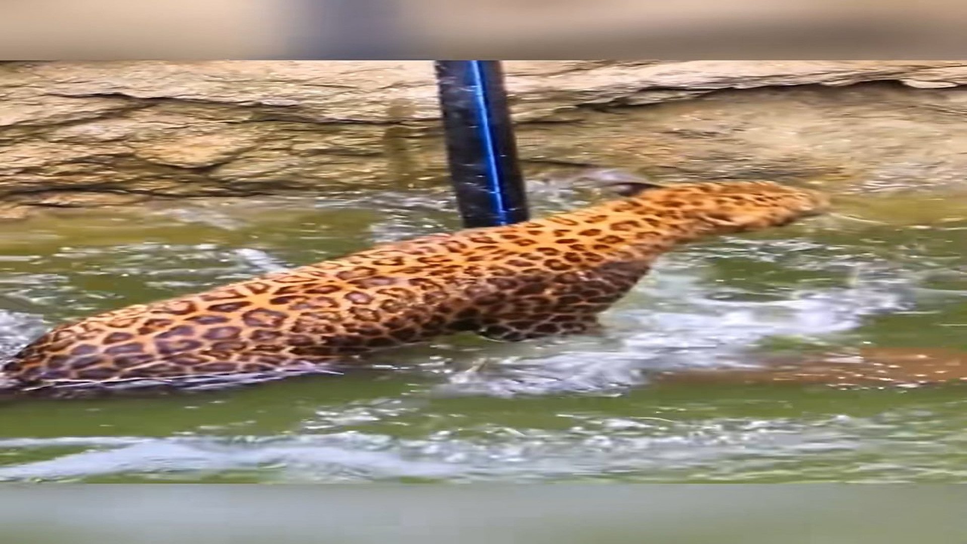 H2606061_Wild Leopard Stuck In A Well Needs Help To EscapeWild Leopard Stuck I