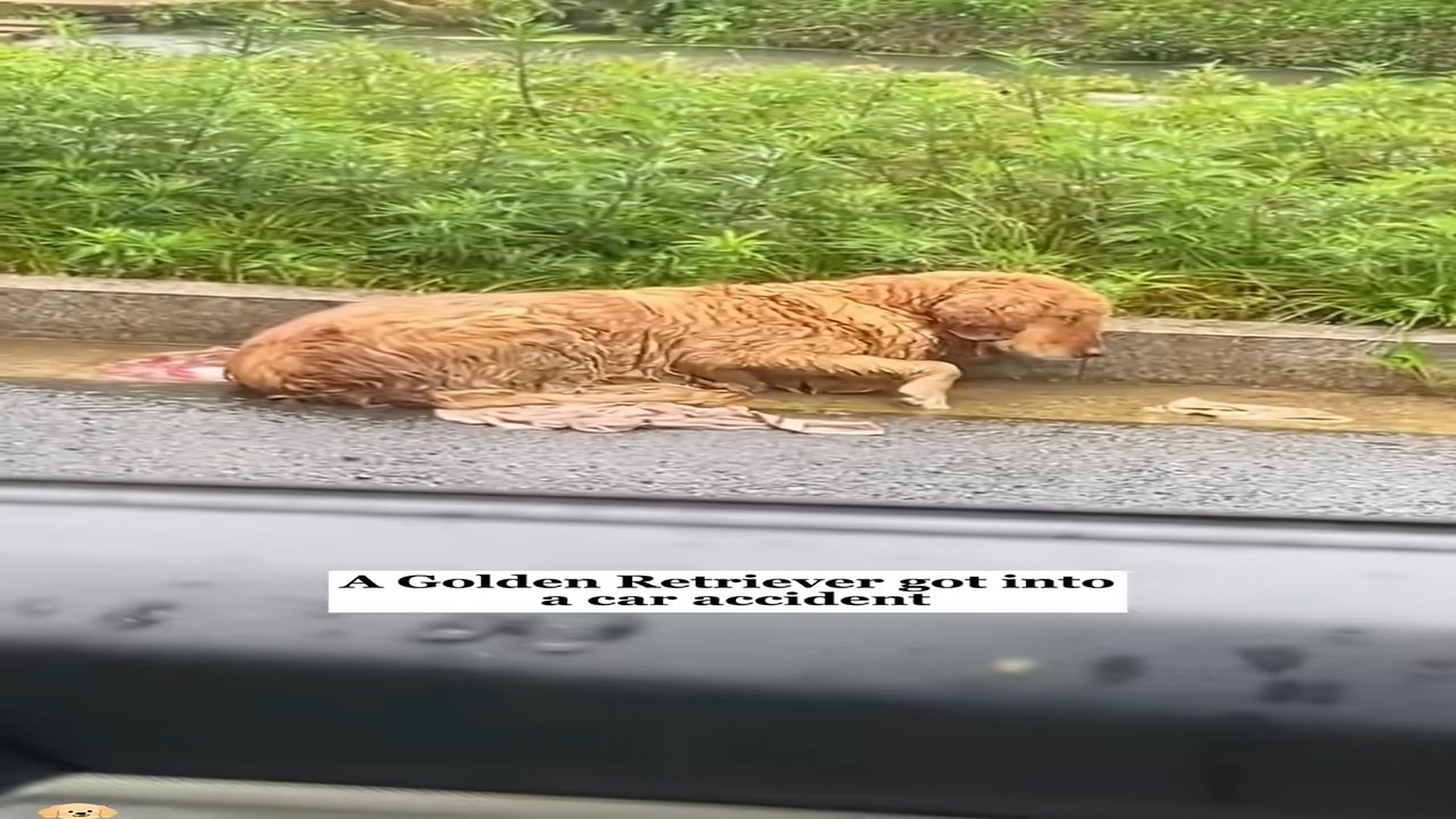 H2606022_A puppy got into a car accident and then…
