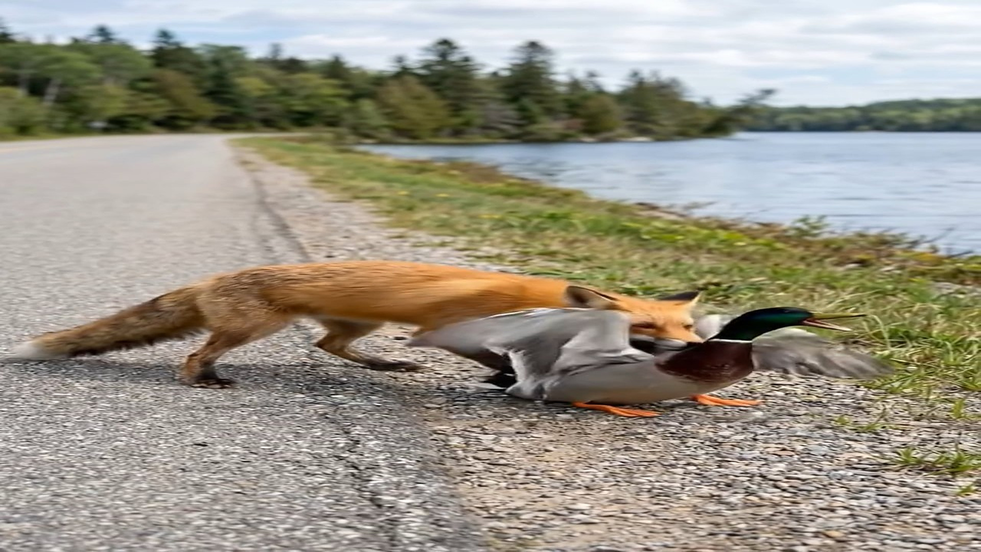 H2606020_A kind hearted girl rescued a duck was being attacked by a fox by lake