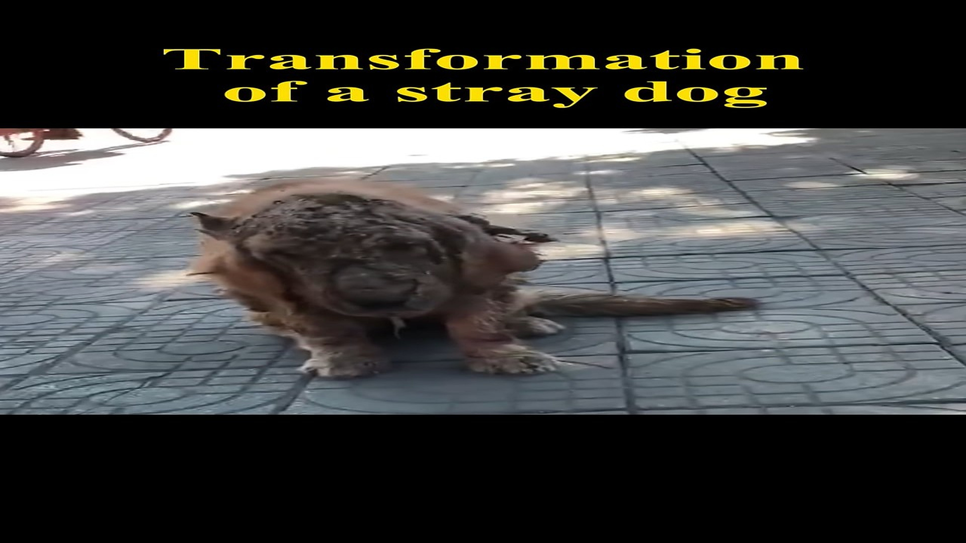 H2806054_What happens to a stray dog after being rescued �
