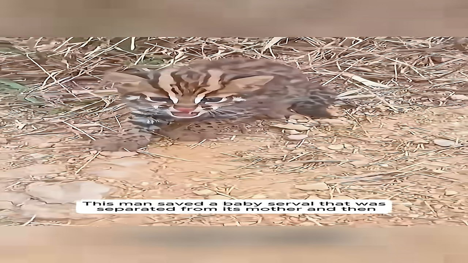 H2806051_This man saved a baby serval that was separated from its mother and then