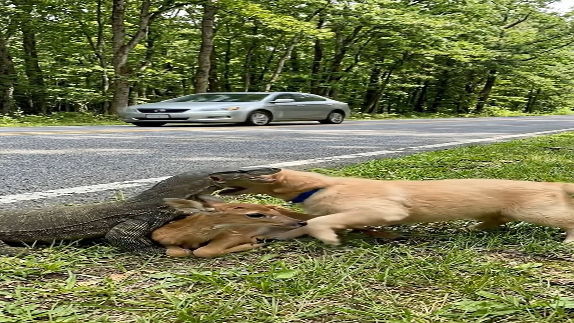 H2806015_A brave puppy called help to save a fawn being attacked by a large python by forest roadside