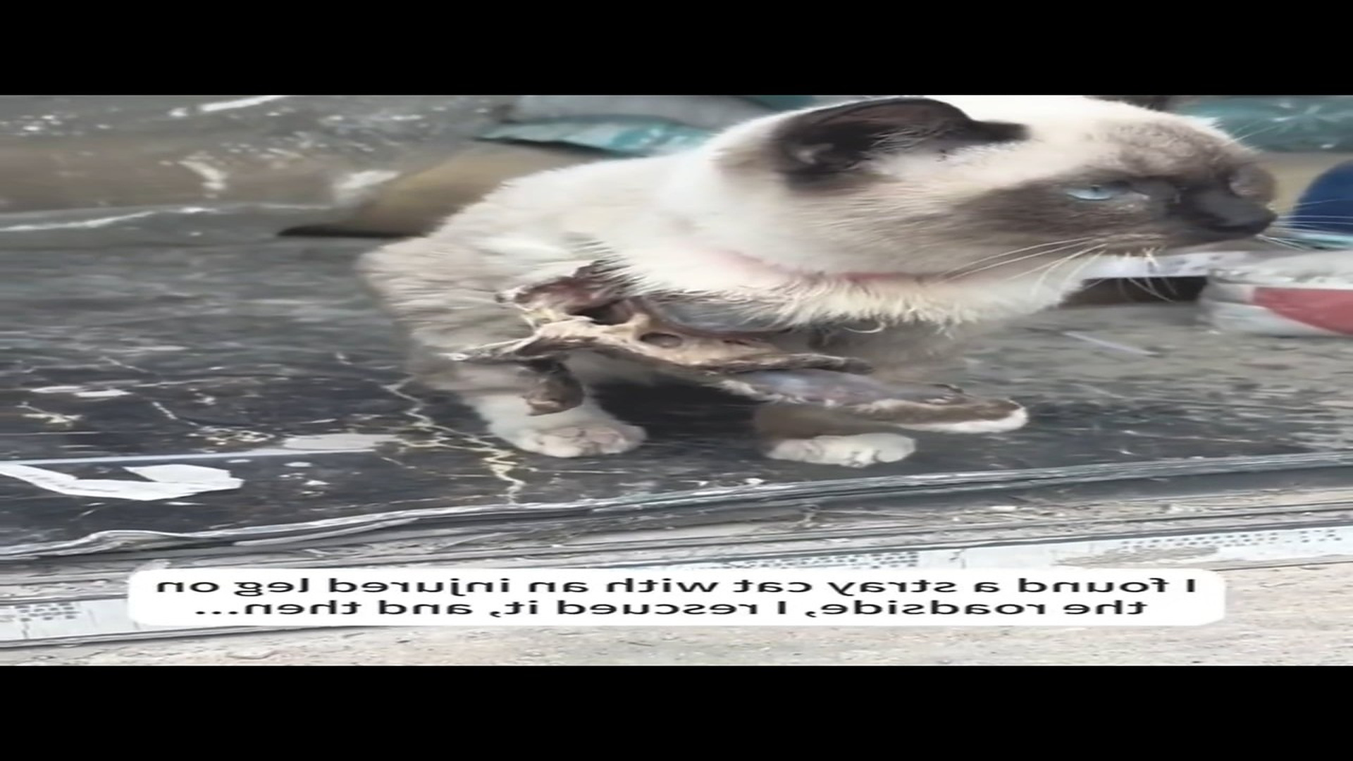 H2806014_thank rescue cat. 3M Media