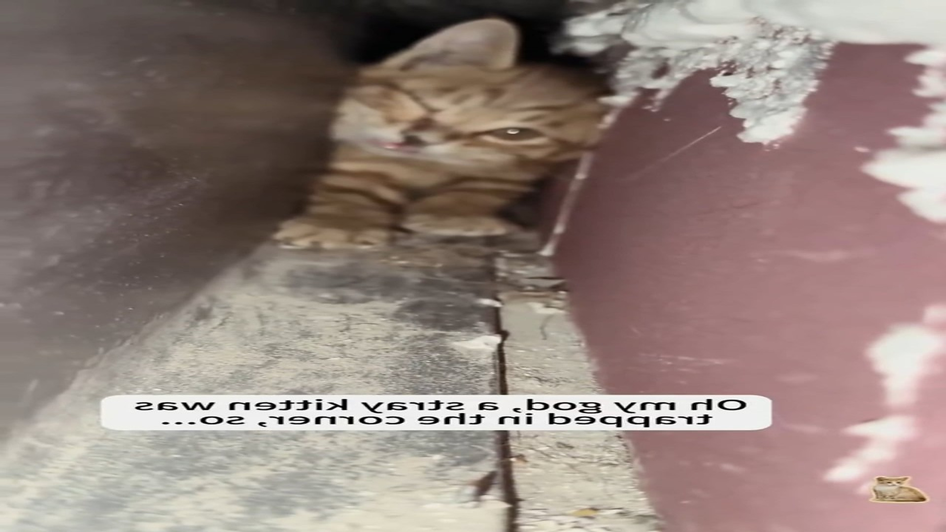 H2806009_rescue baby cat thank you. 3M Media