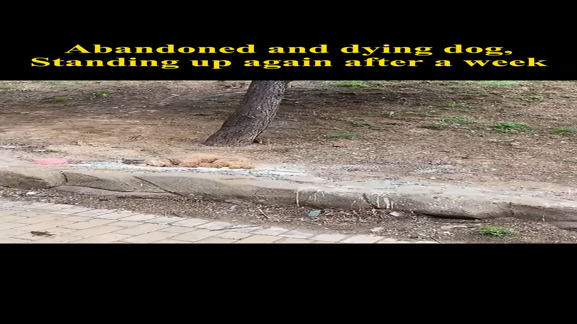 H2806023_Abandoned dying dog rises again