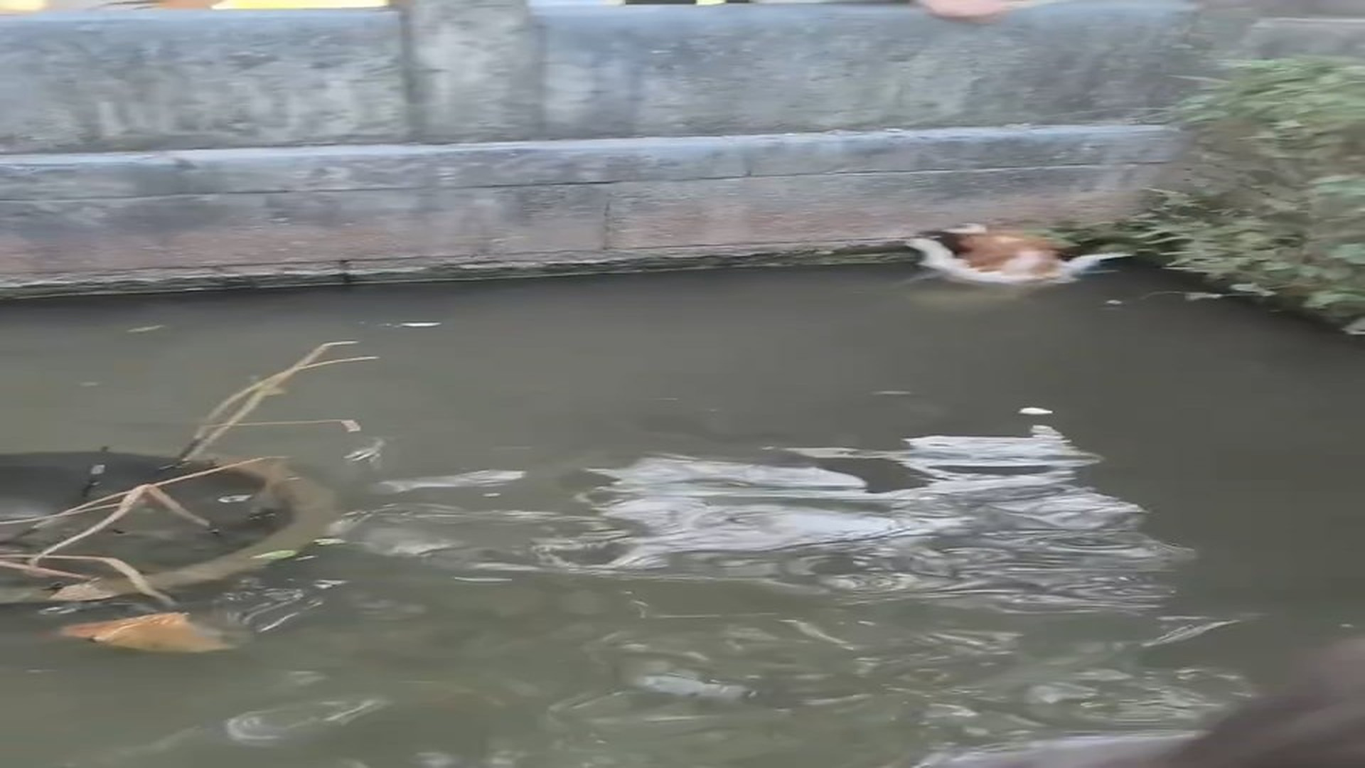 H3006002_Animal Rescue Story