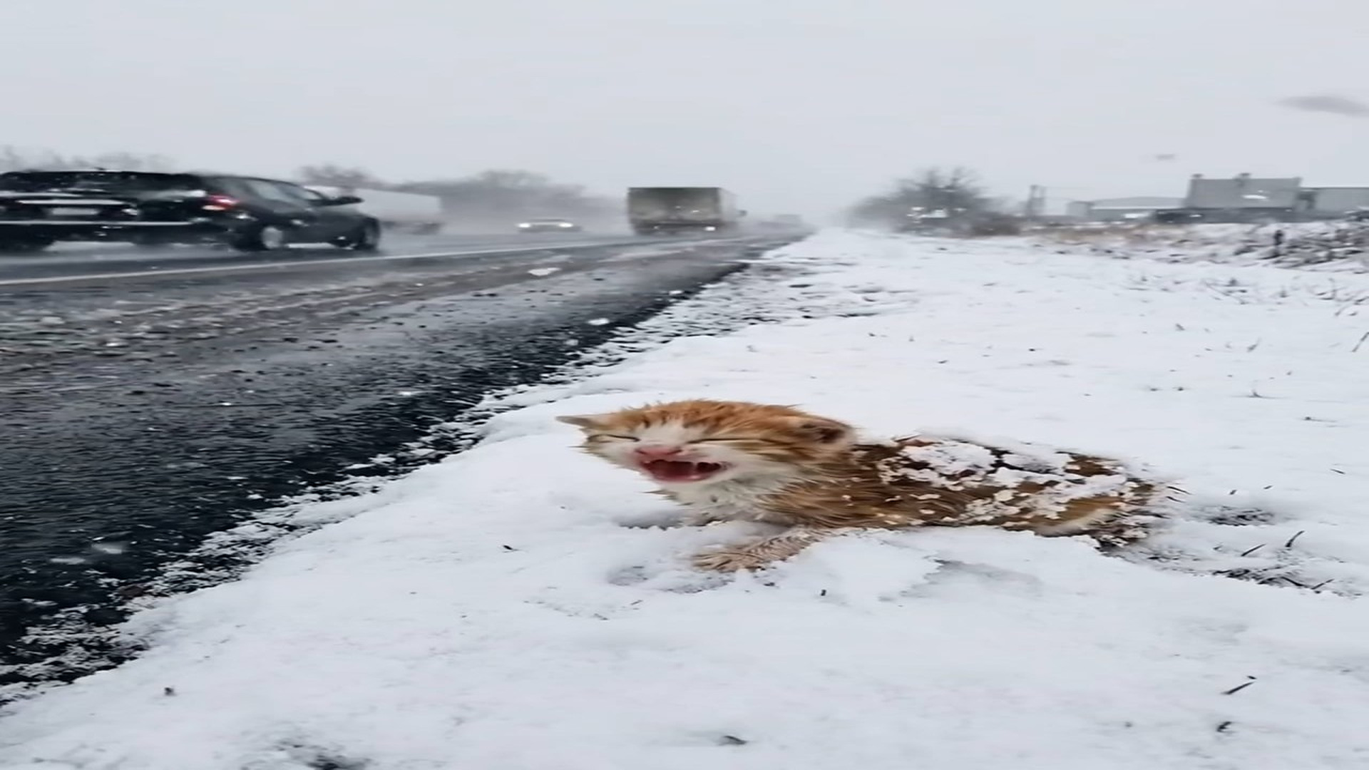 H0107031_Frozen Kitten saved Humanity exist Eagle Paradise