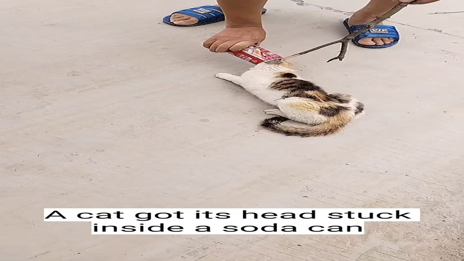 H0107028_A poor cat was struggling a soda can stuck on its head. Thankfully, a kind person noticed c