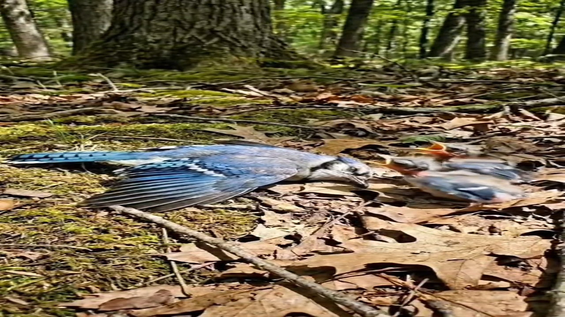 H0107025_Deep in forest, a helpless mother bird lay motionless, too weak to