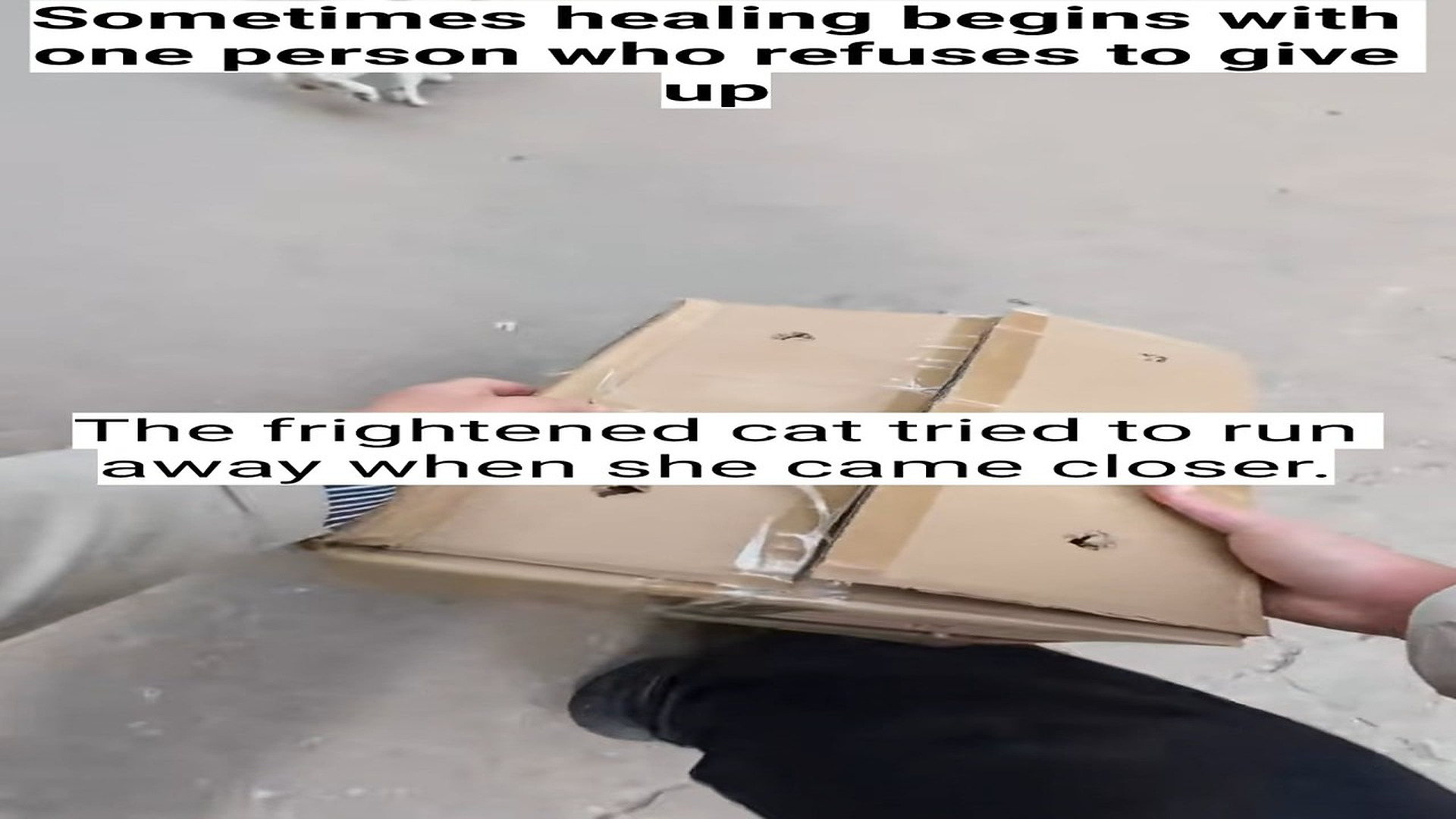 H0107007_A badly injured cat was rescued after trying to run away in fear. One of her eyes was