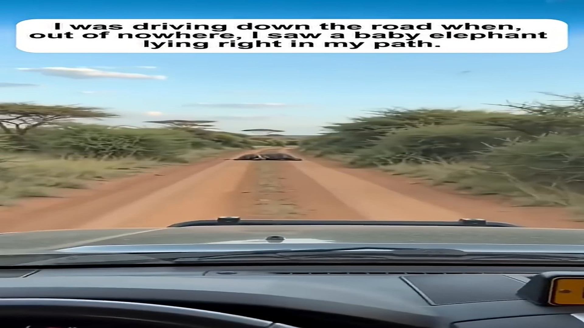 H3006024_I pulled over a baby elephant on brink of death 7 days later,
