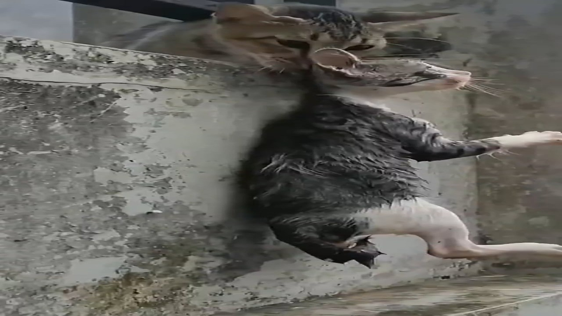 H3006055_Weak Animal Finally Finds Safety And Care