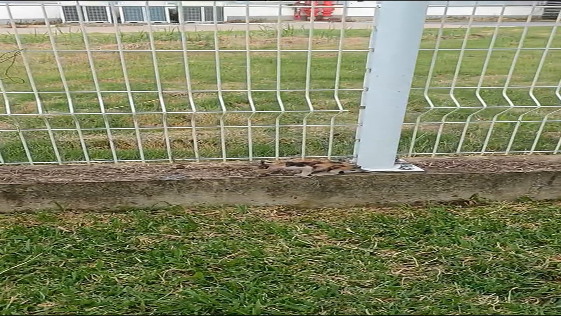 H0407050_While jogging, I found poor skinny kitten by roadside fence. I walked over to see how pitif