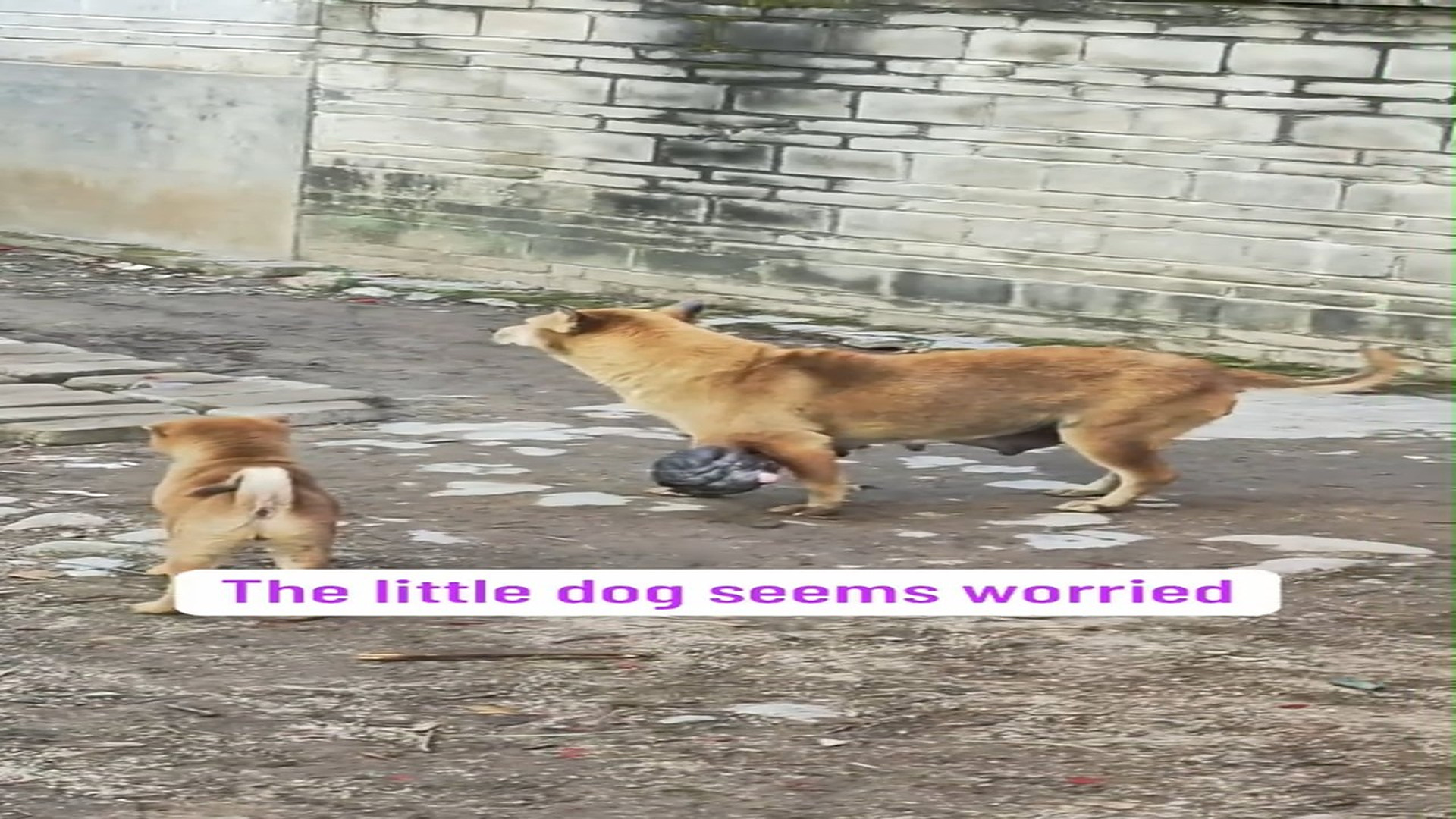 H1107081_poor dog s condition is alarming