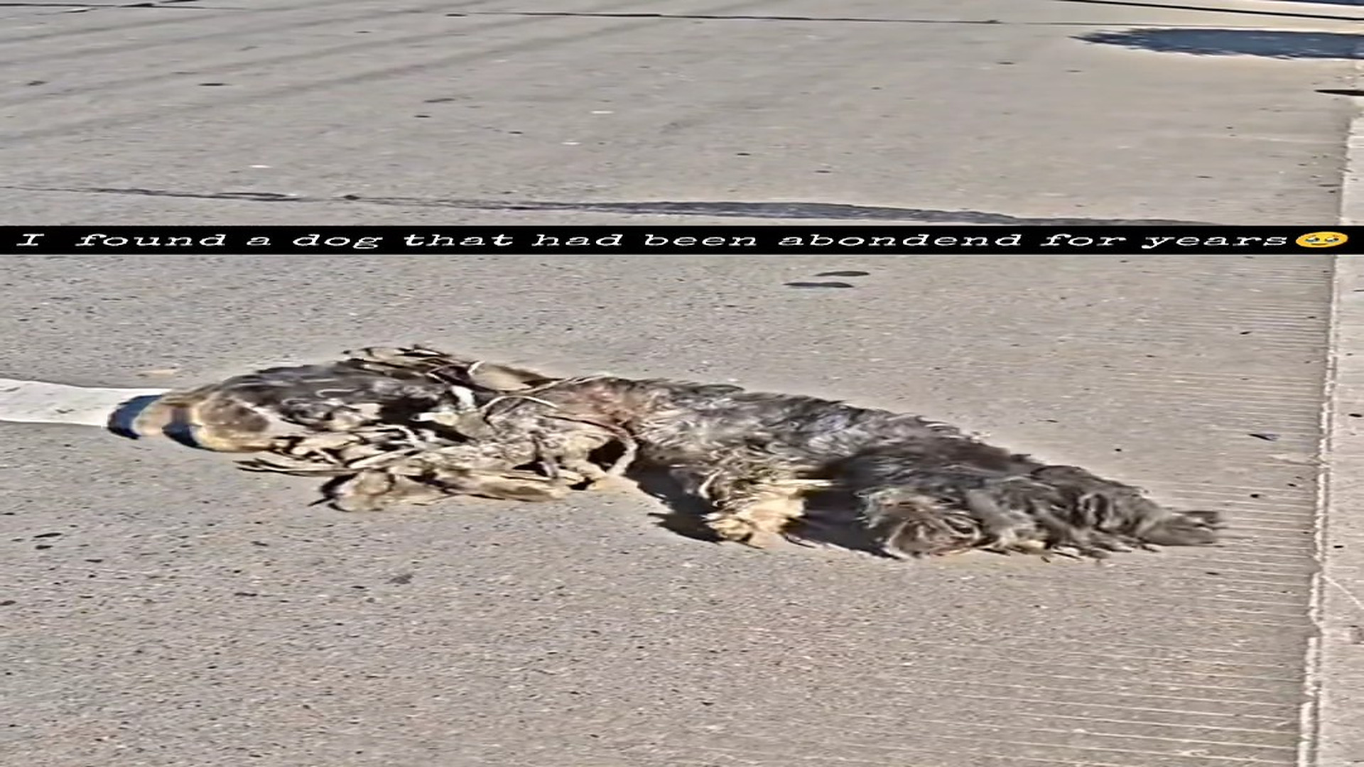 H2007032_found a dog that had been abondend on roads for years.�