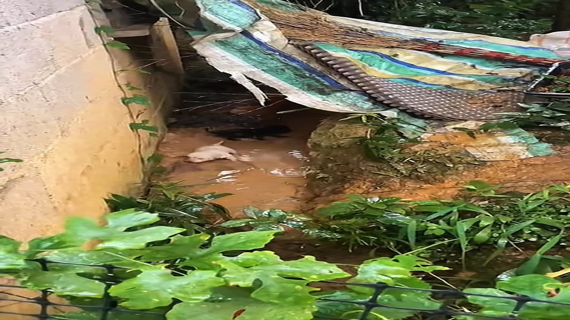 H2207003_Rescuers Find A Helpless Animal In The Rain