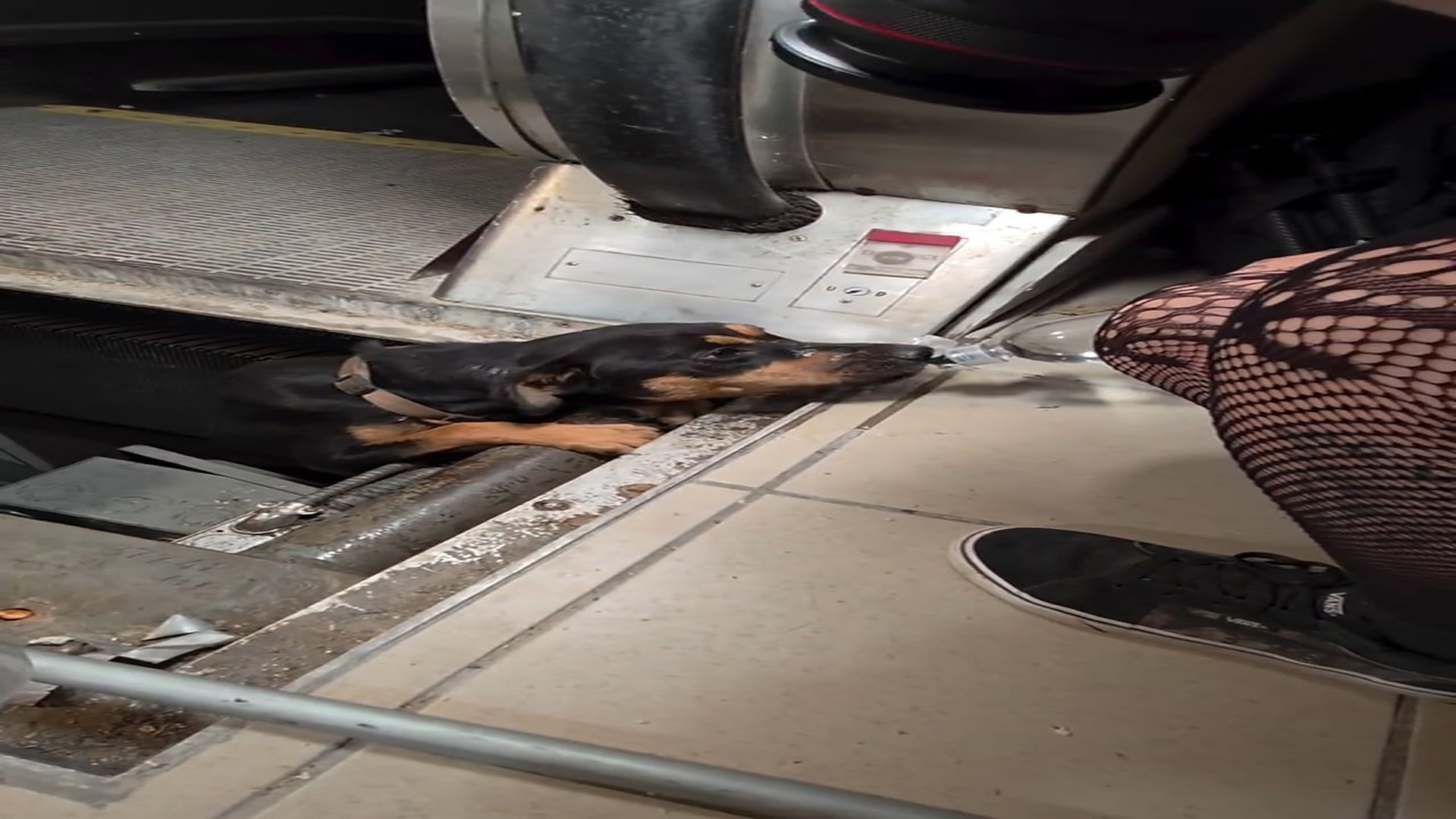 H3007004_We found a dog stuck inside an abandoned Mall. We ended up saving her b