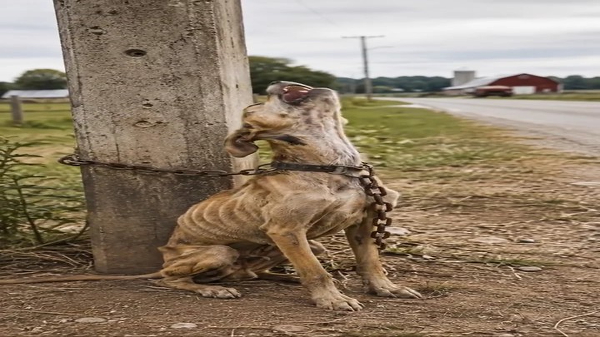 H0409006_K He Was Chained, Starving & Forgotten Until Man Saved Him! #Dog
