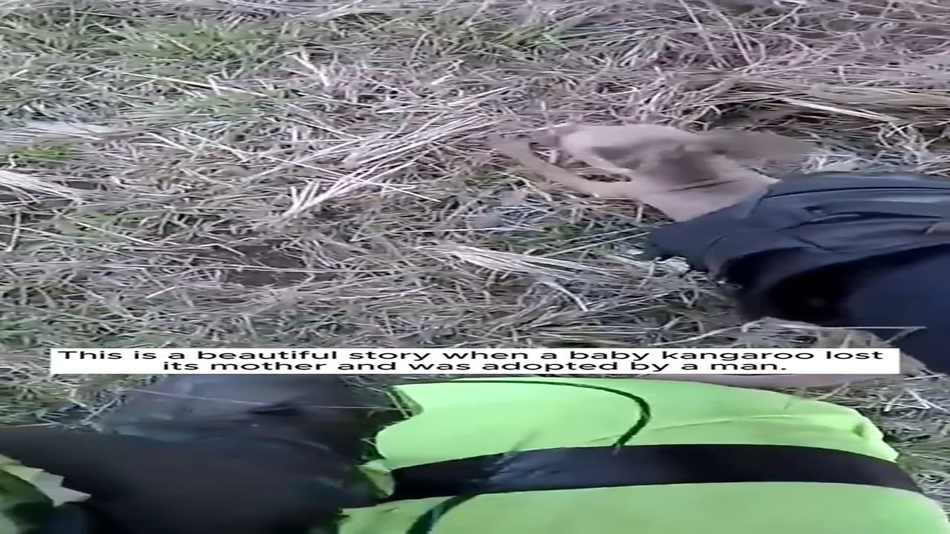 H0709051_Thank you giving baby kangaroo a happy home Rescue a baby kangaroo #rescue ##rescueanimals #anim